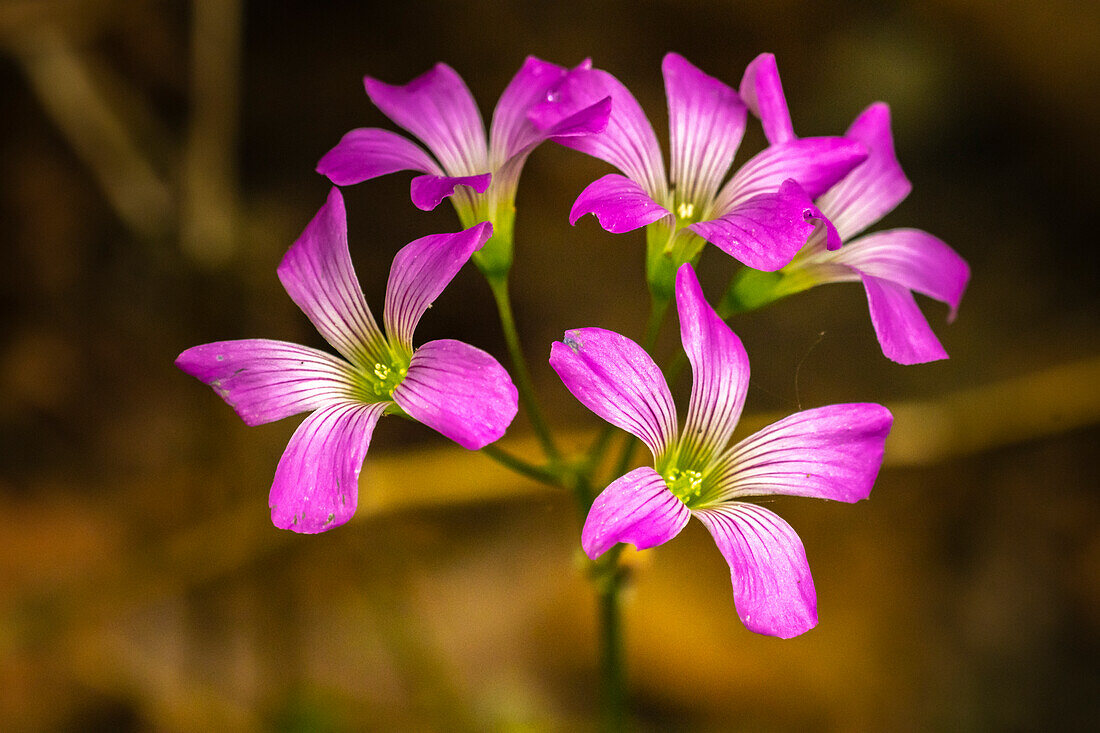 USA, Louisiana, Acadiana Park Nature Station. Close-up of pink wildflowers.