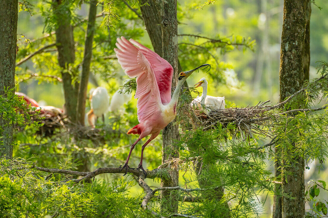 USA, Louisiana, Evangeline Parish. Roseate spoonbill taking flight from rookery.