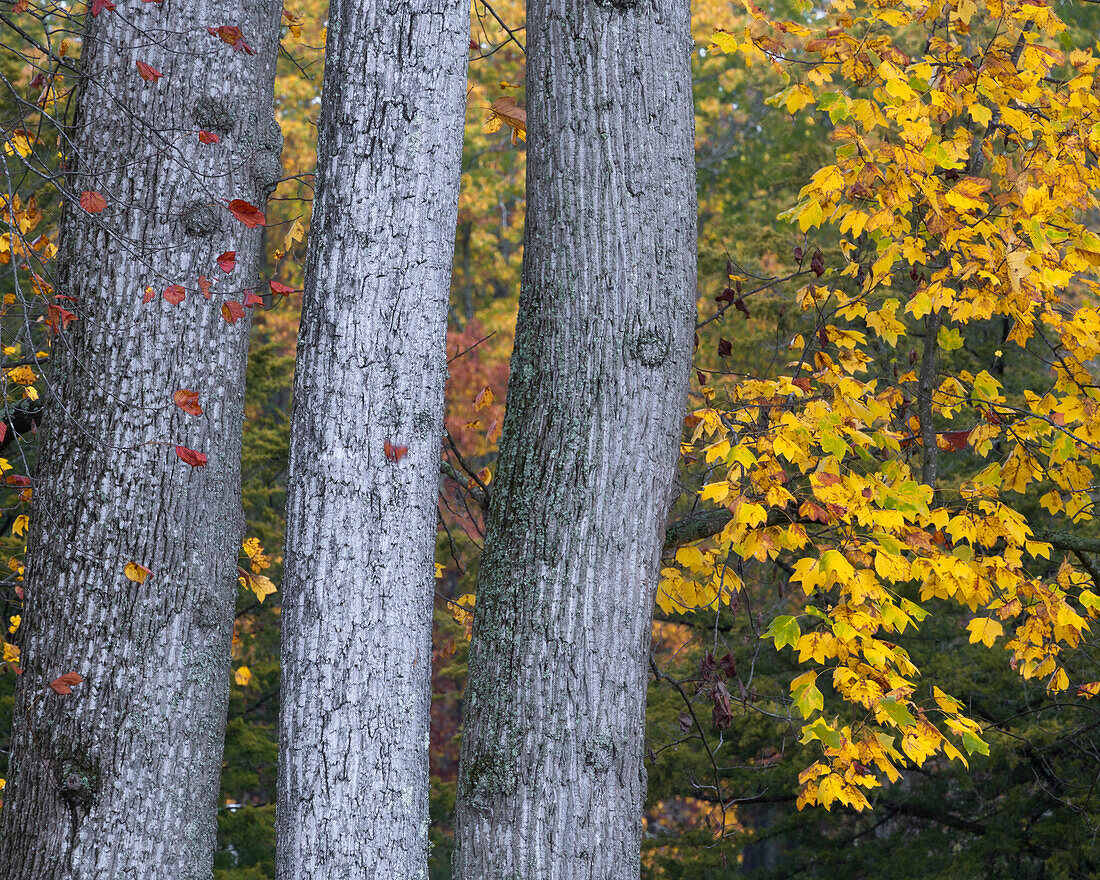 USA, New Jersey, Pine Barrens National Preserve. Bäume und Laub im Herbst.