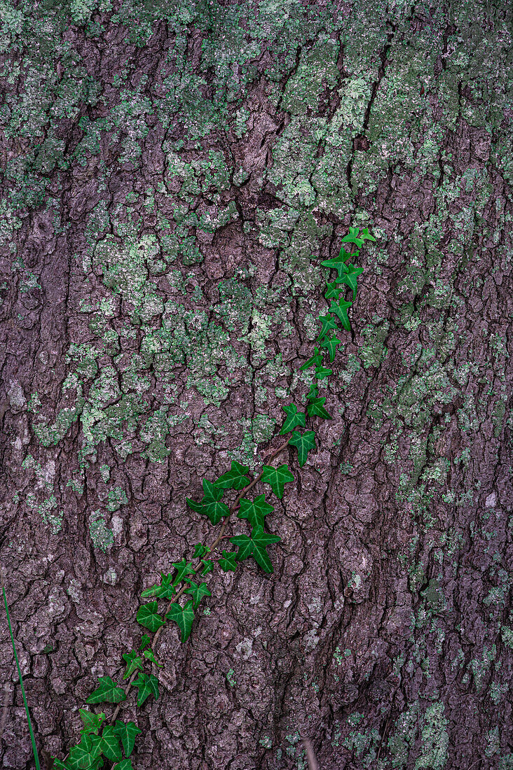 USA, New Jersey, Cape May National Seashore. Close-up of vine on tree trunk.