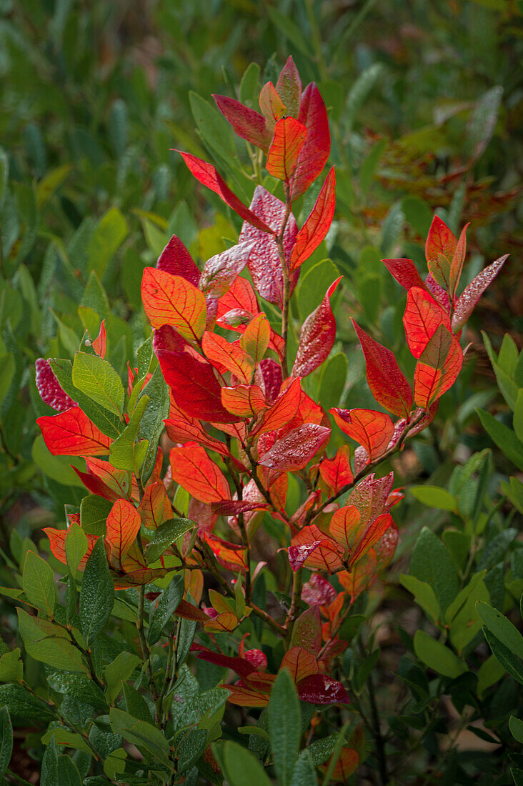 USA, New Jersey, Pine Barrens National Preserve. Nahaufnahme des Herbstlaubs.