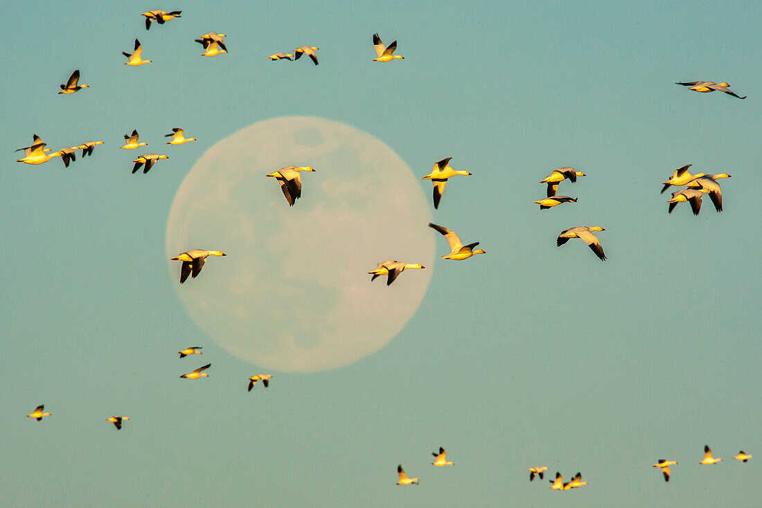 USA, New Mexico, Bosque Del Apache National Wildlife Refuge (Naturschutzgebiet Bosque Del Apache). Schneegänse im Flug bei Vollmond.