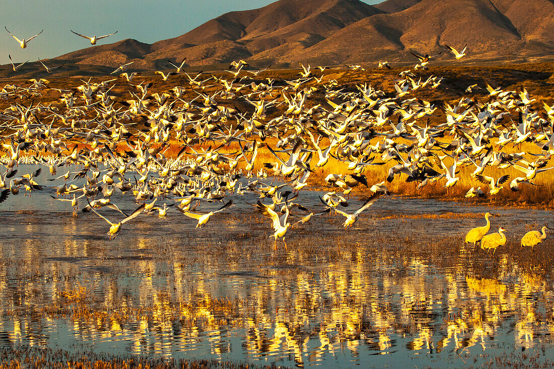 USA, New Mexico, Bosque Del Apache National Wildlife Refuge. Schneegänse beim Abflug vom Wasser.