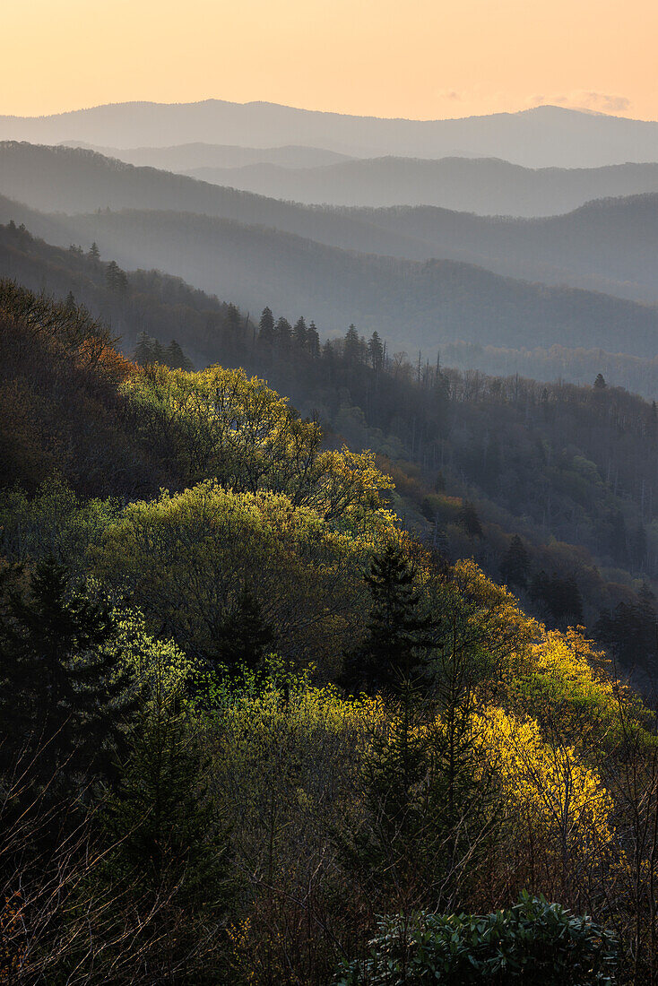 Das erste Licht trifft auf den Berghang im Oconaluftee-Tal, Great Smoky Mountains National Park, North Carolina