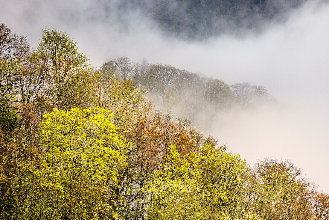 Aufsteigender Nebel aus einem Teppich blühender Bäume im Frühling, Great Smoky Mountains National Park, North Carolina