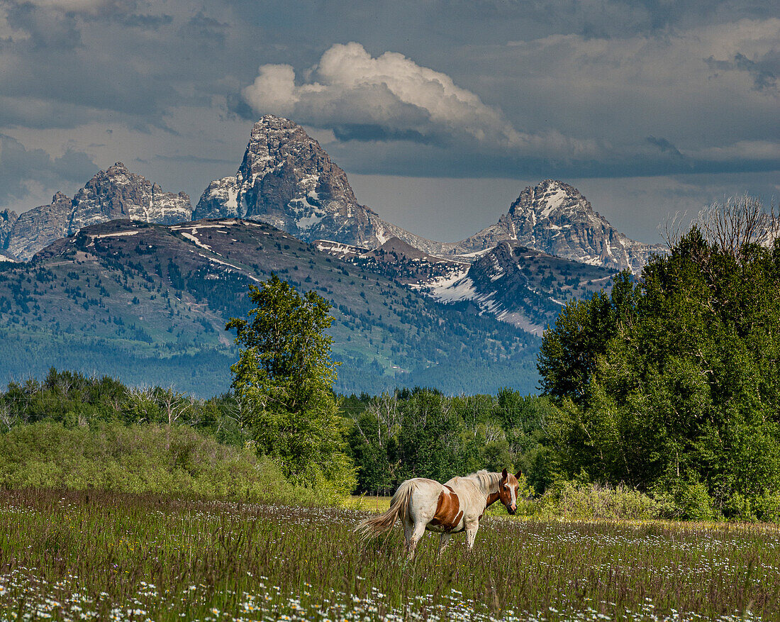 USA, Idaho. Horse grazing in meadow, view of Grand Teton and Teton Mountains from the West near Jackson Hole and Tetonia.