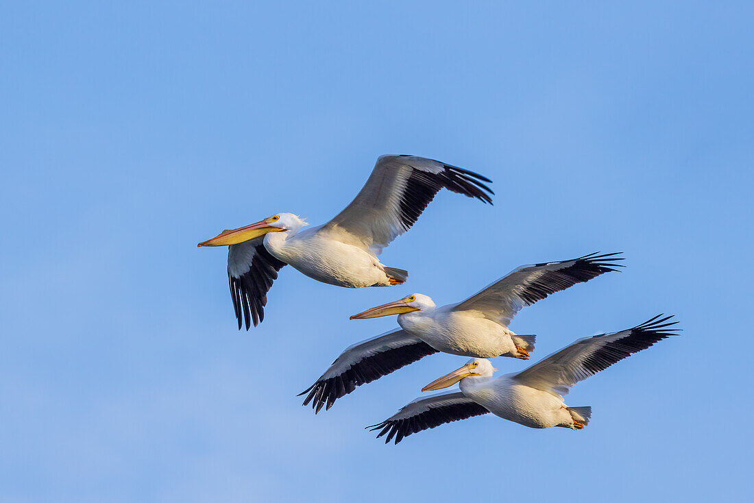 American White Pelicans in flight, Clinton County, Illinois.