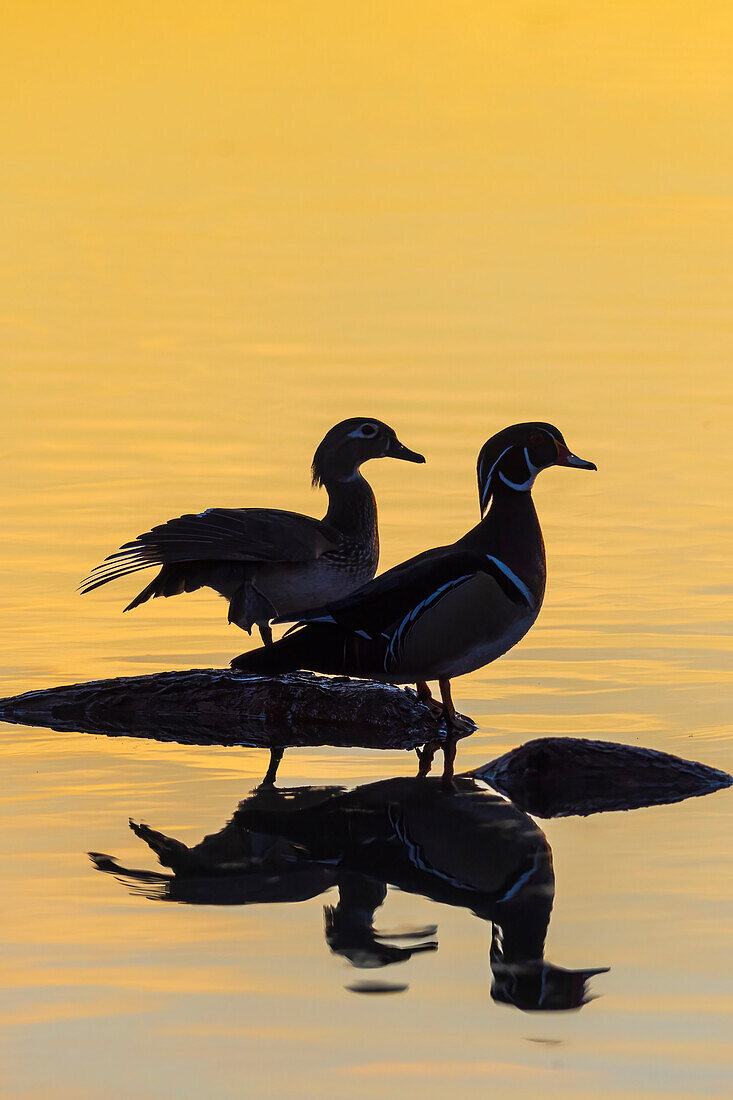 Stockenten Männchen und Weibchen im Feuchtgebiet auf einem Baumstamm bei Sonnenaufgang, Marion County, Illinois.