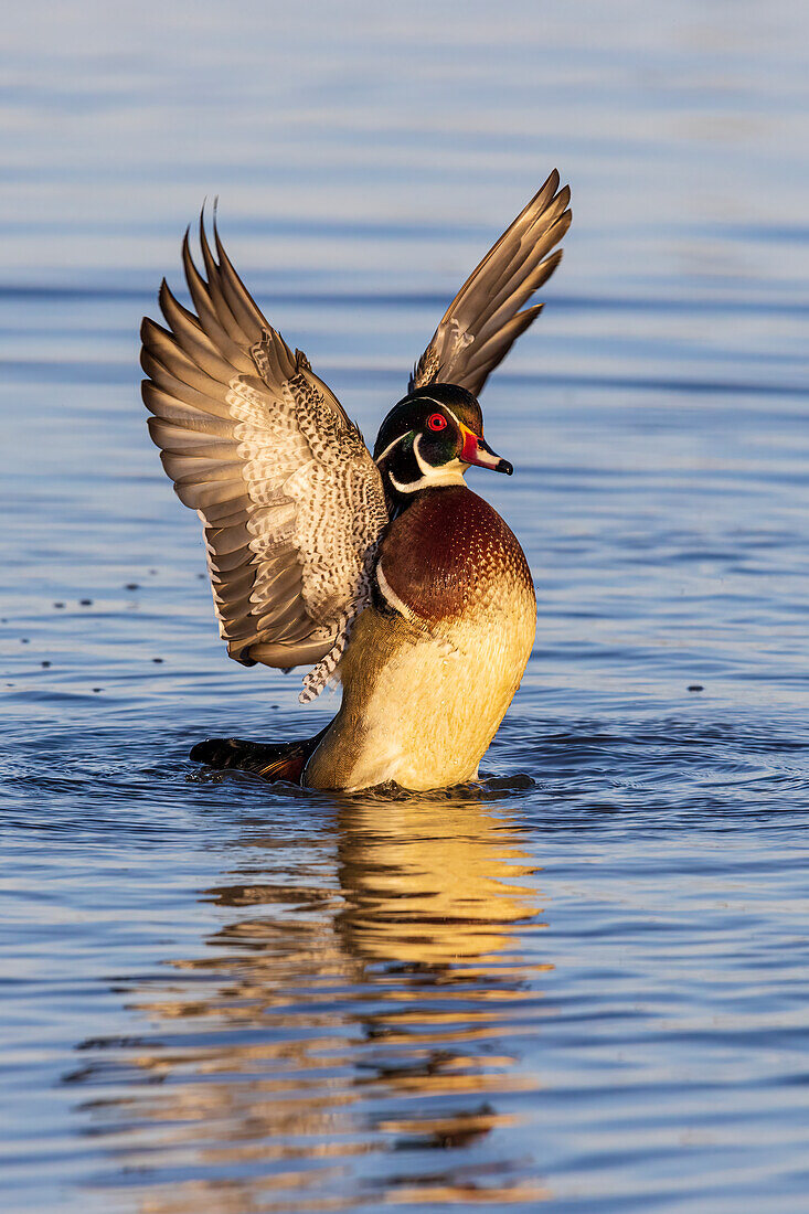 Wood Duck male in wetland flapping wings, Marion County, Illinois.