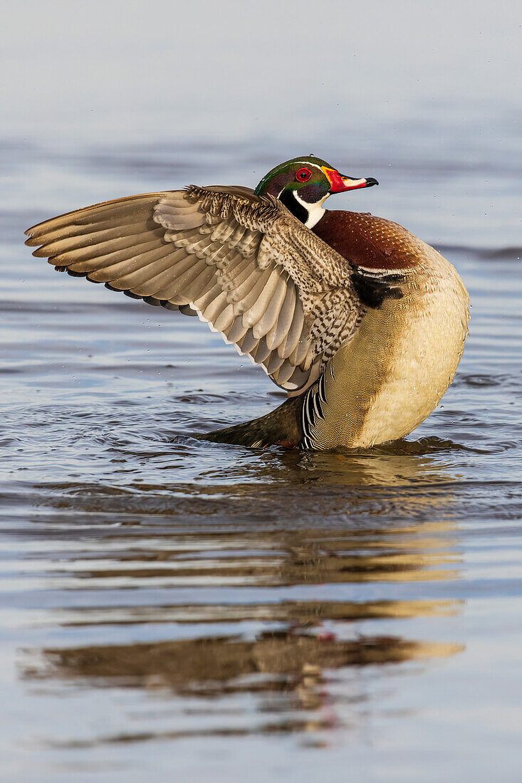 Wood Duck male in wetland flapping wings, Marion County, Illinois.