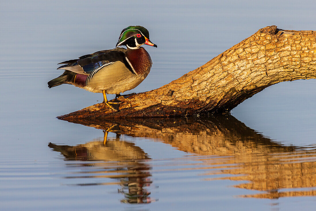 Stockente, männlich, auf einem Baumstamm in einem Feuchtgebiet, Marion County, Illinois.