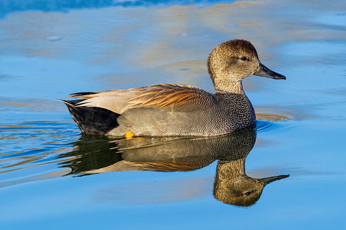 Gadwall male in wetland, Clinton County, Illinois.