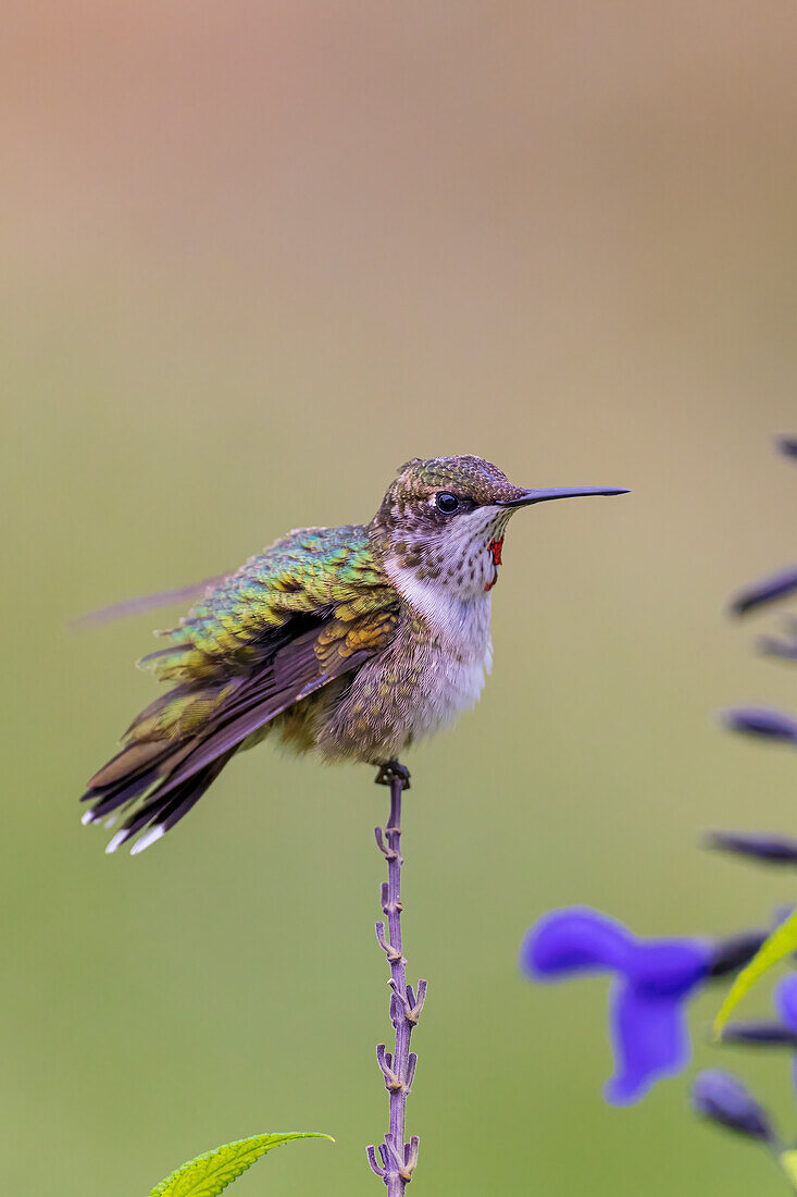 Ruby-throated Hummingbird immature male bathing in garden during a rain shower, Marion County, Illinois.