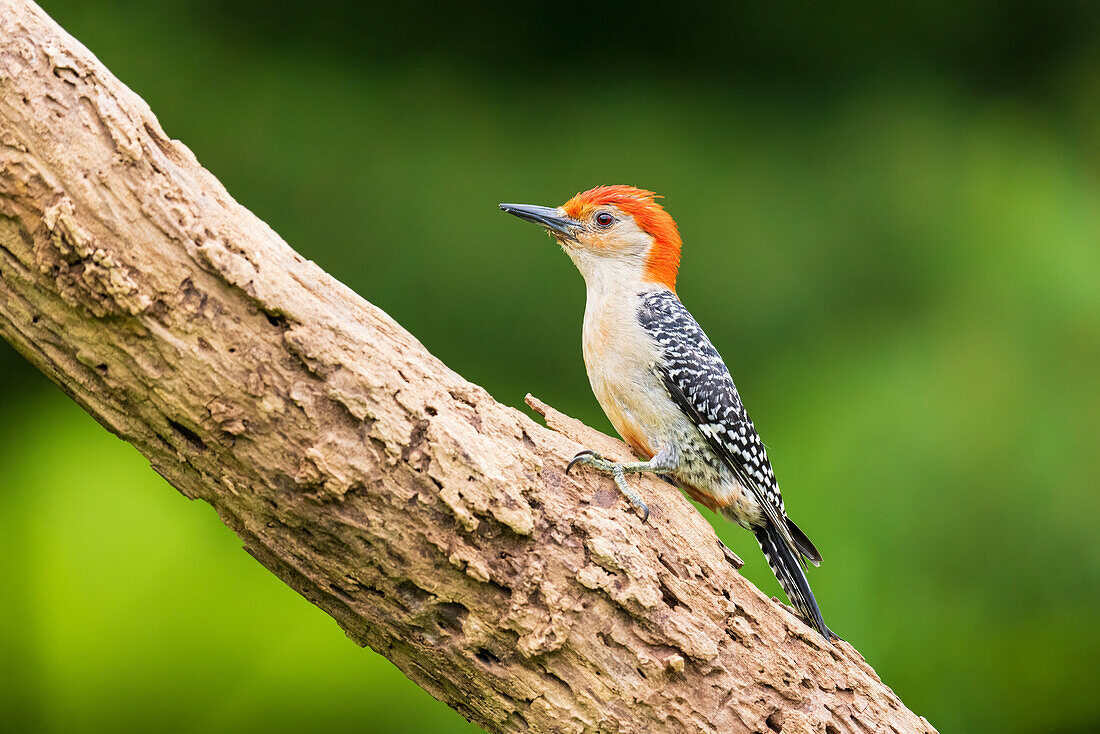 Red-bellied Woodpecker male on dead tree, Marion County, Illinois.