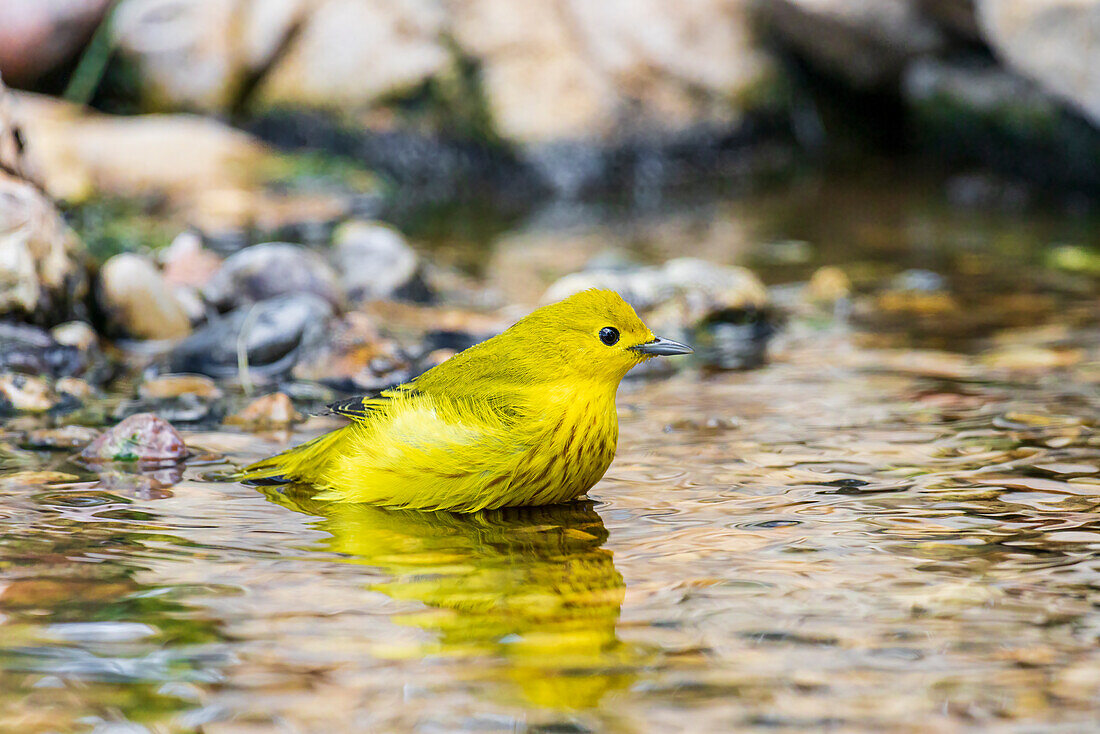 Yellow Warbler bathing, Marion County, Illinois.