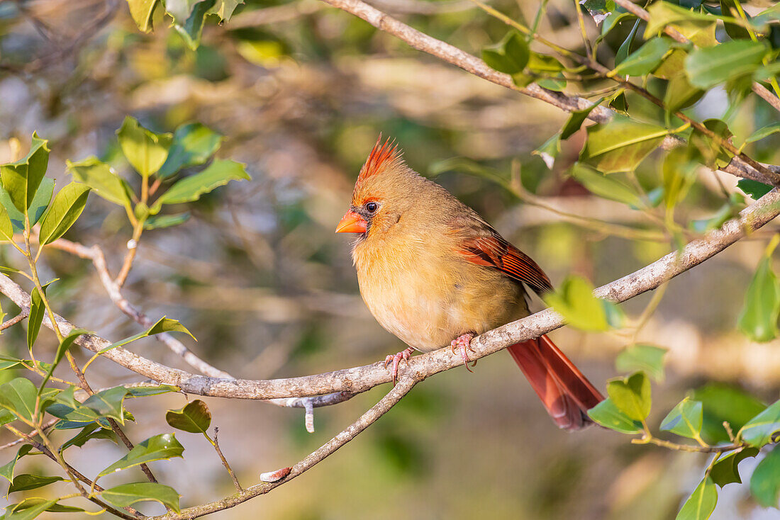 Northern Cardinal female in American Holly tree, Marion County, Illinois.