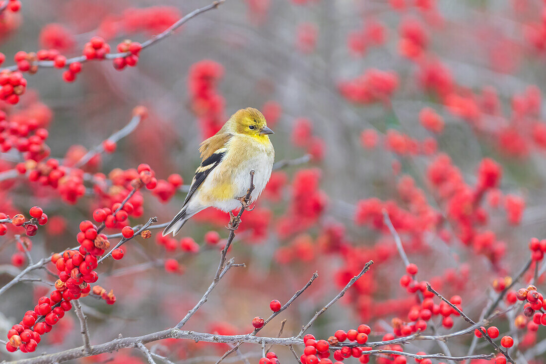 American Goldfinch in winter plumage in Winterberry bush, Marion County, Illinois.