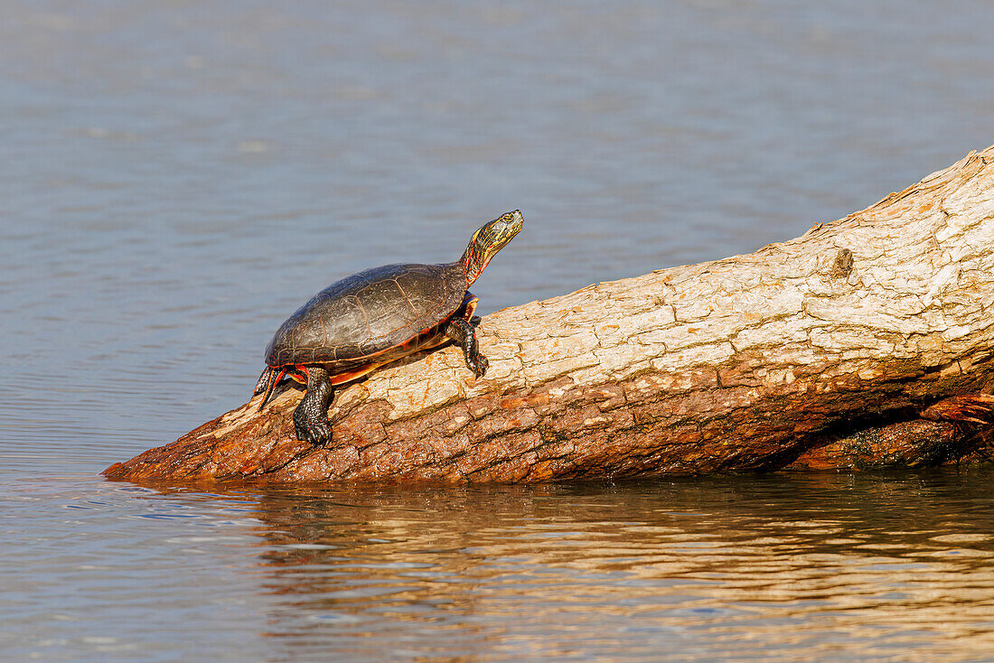 Sumpfschildkröte auf einem Baumstamm in einem Feuchtgebiet, Marion County, Illinois.