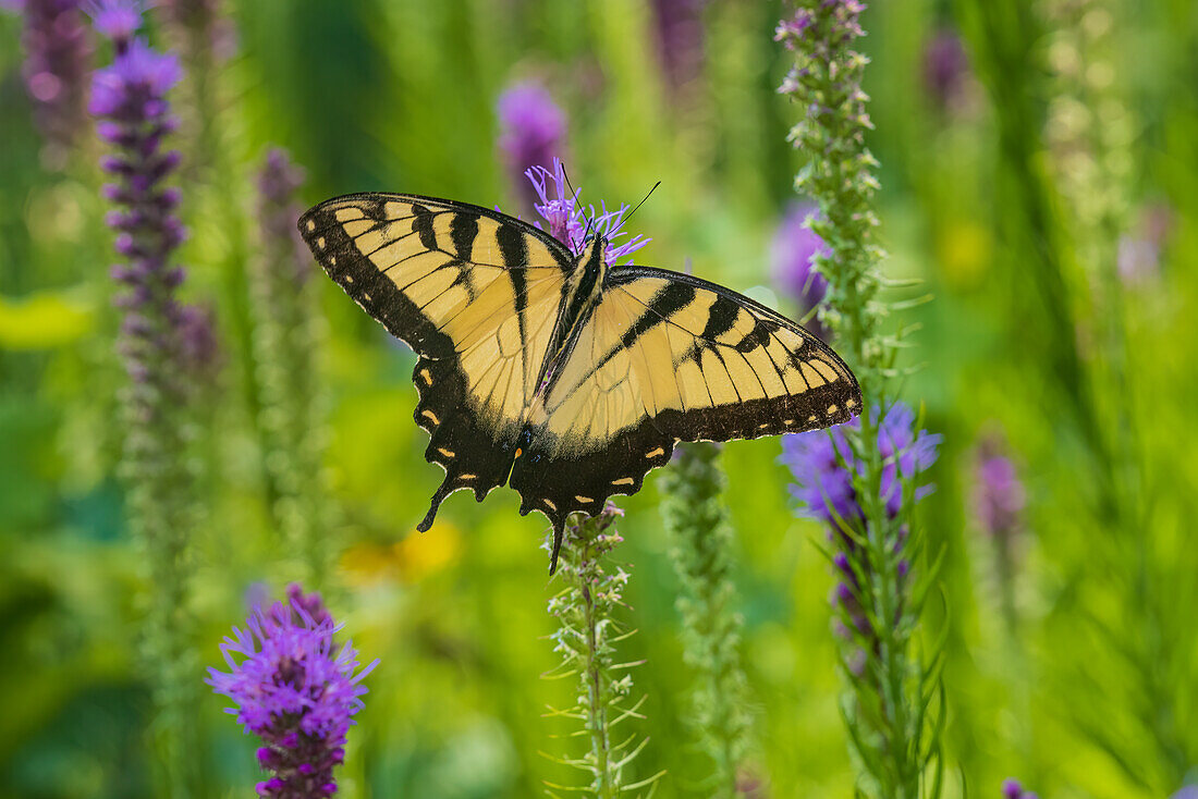 Östlicher Tigerschwalbenschwanz auf Präriestern, Rock Cave Nature Preserve, Effingham County, Illinois