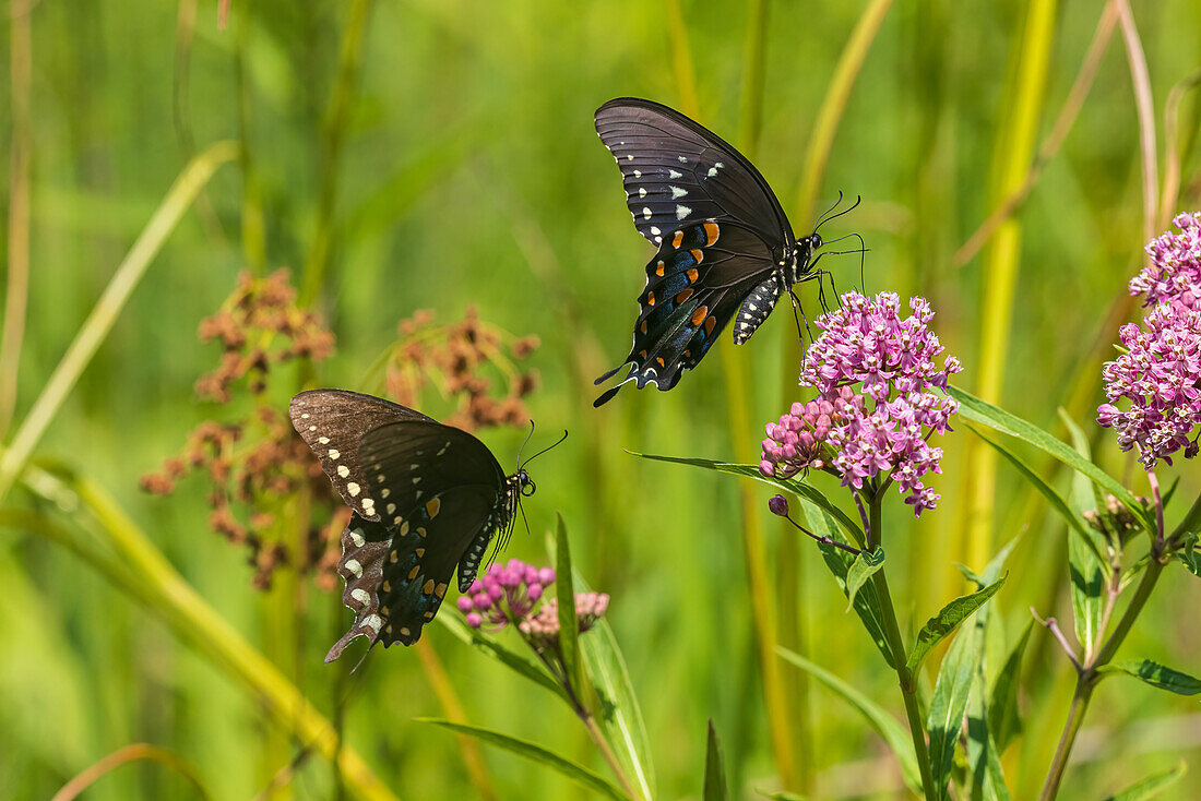 Spicebush Swallowtail Männchen und Weibchen bei der Balz auf Swamp Milkweed, Marion County, Illinois. (Nur für redaktionelle Zwecke)