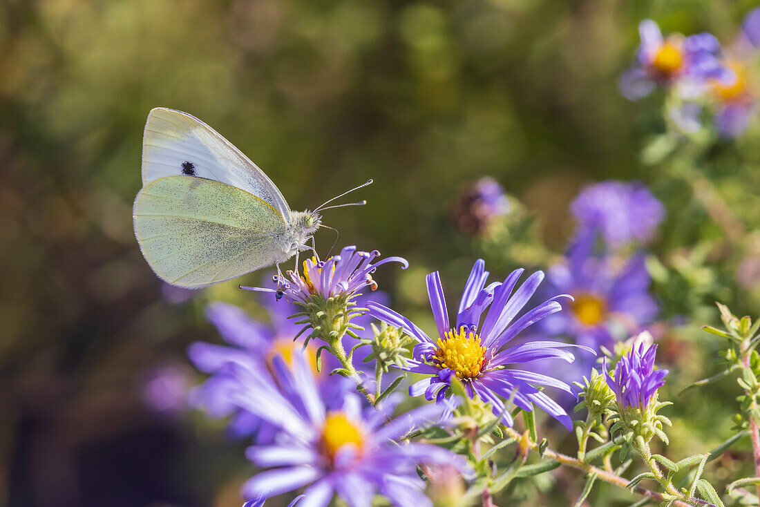 Kohlweißling auf Frikart's Aster, Marion County, Illinois. (Nur für redaktionelle Zwecke)