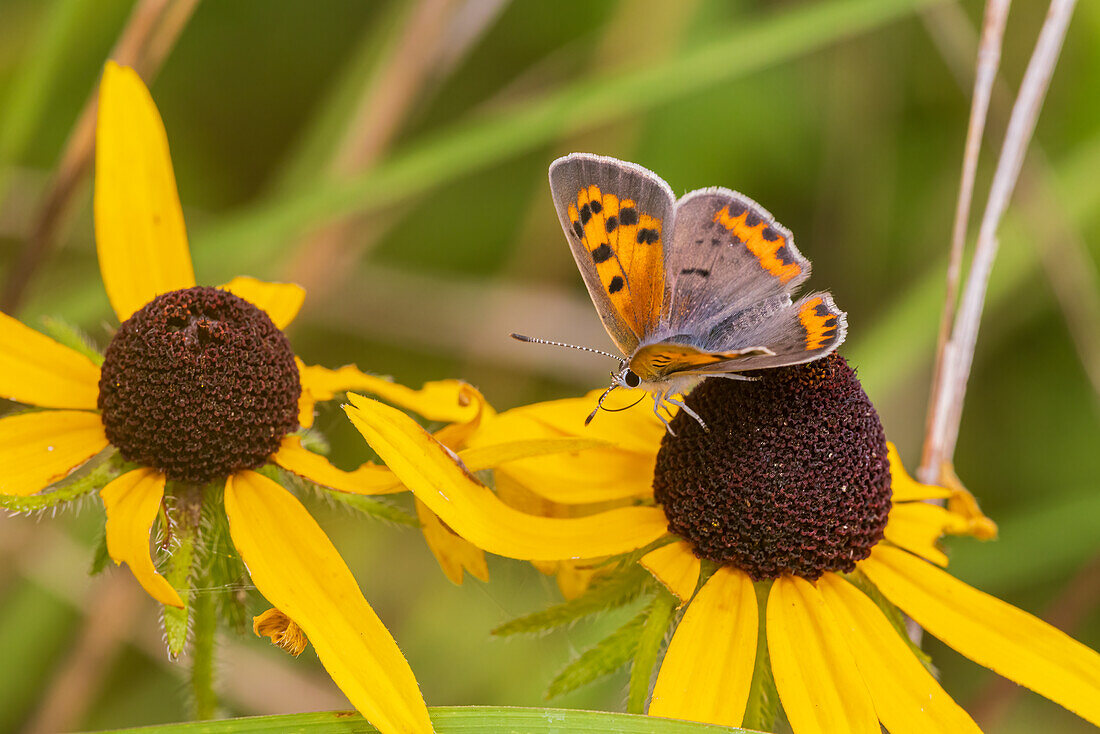 American Copper on Black-eyed Susan. Lawrence County, Illinois. (Editorial Use Only)