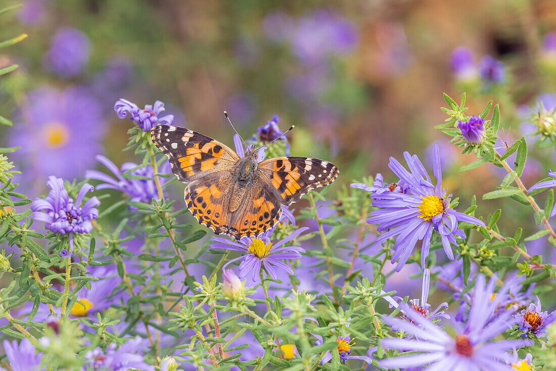 Gefleckte Dame auf Frikart's Aster, Marion County, Illinois. (Nur für redaktionelle Zwecke)