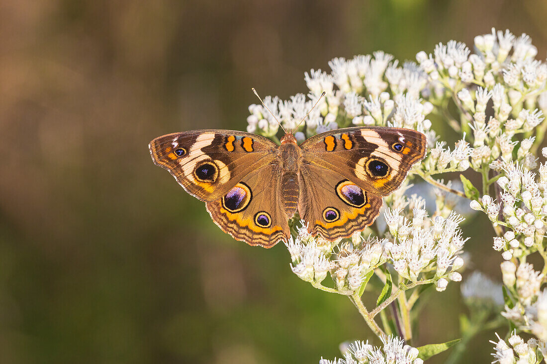 Common Buckeye on Common Boneset, Marion County, Illinois. (Editorial Use Only)