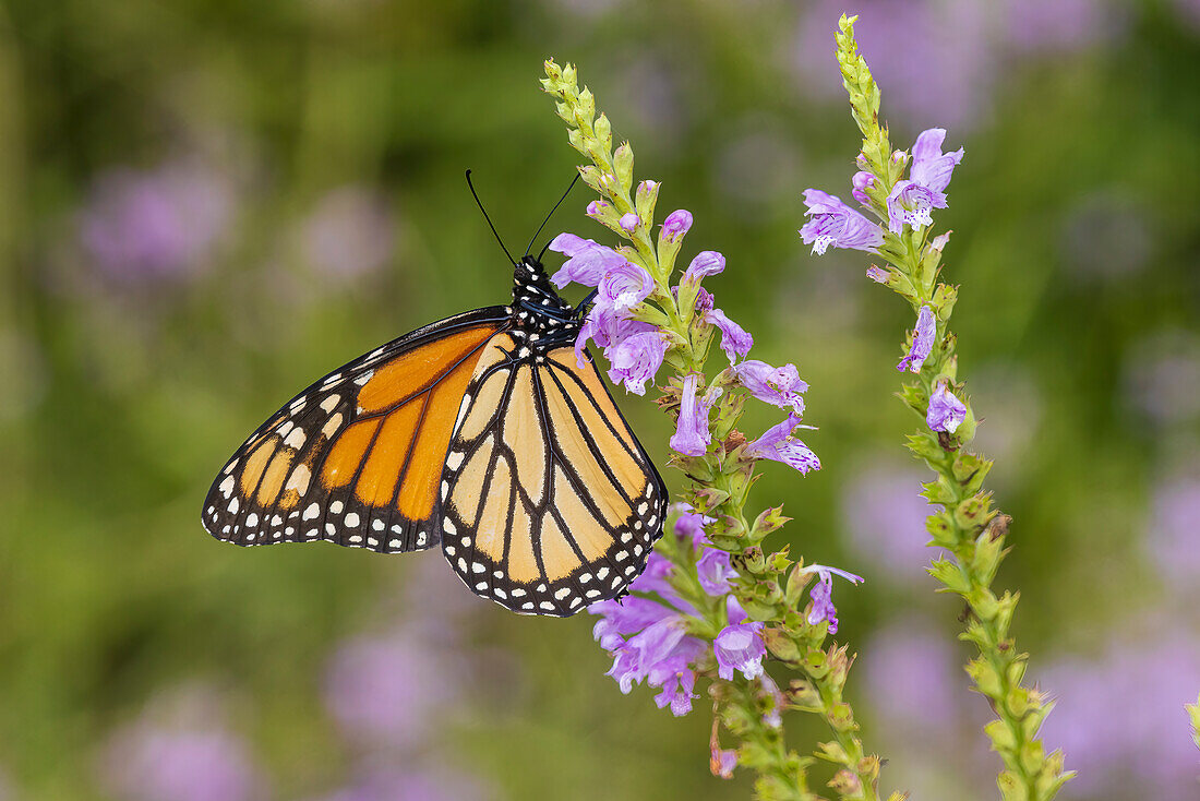 Monarch auf gehorsamer Pflanze. Lawrence County, Illinois. (Nur für redaktionelle Zwecke)