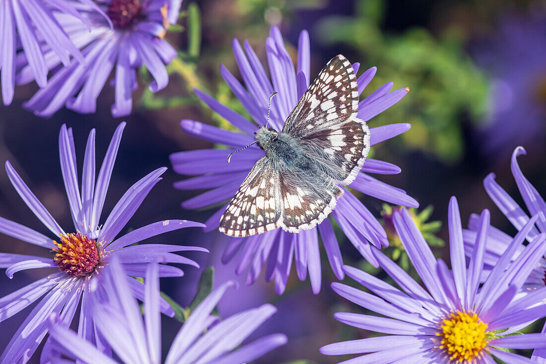 Common Checkered-Skipper on Frikart's Aster, Marion County, Illinois. (Editorial Use Only)