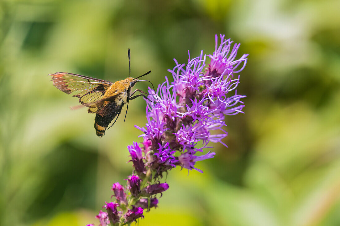 Schneebeeren-Lichtnelke an Prairie Blazing Star, Effingham County, Illinois