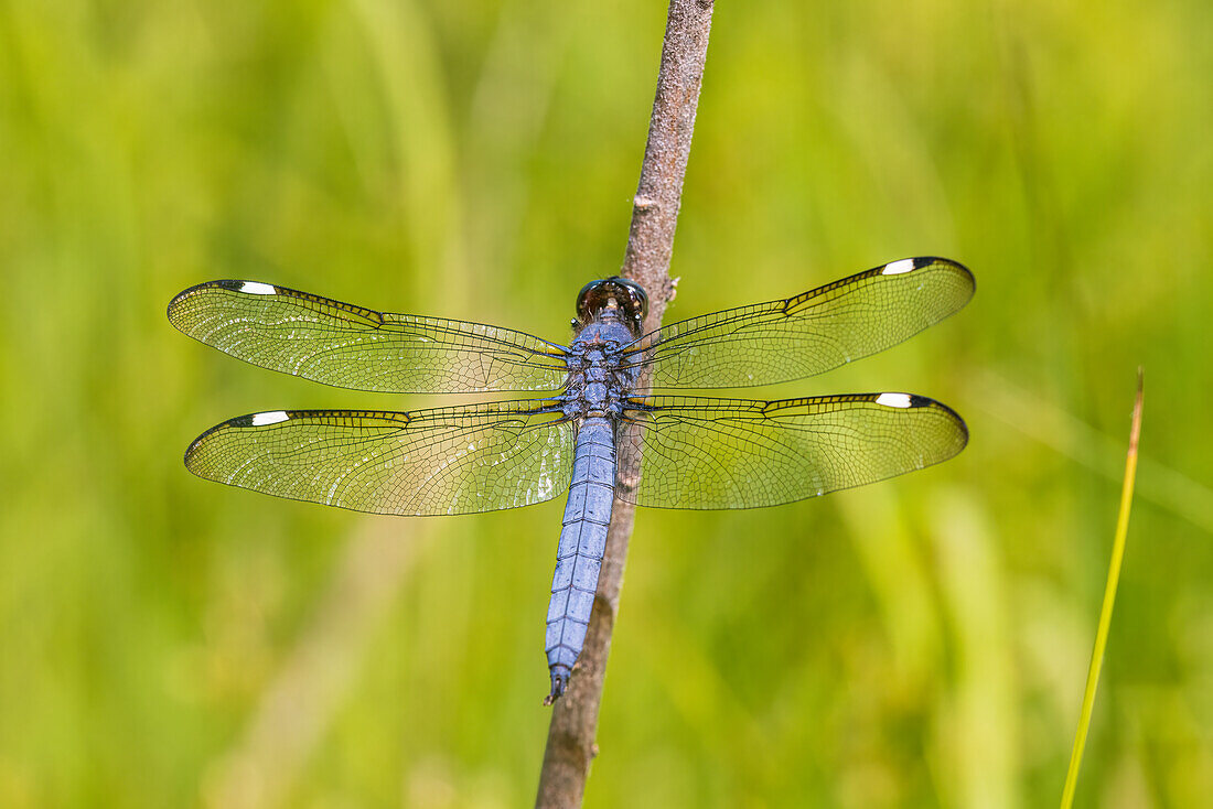 Prachtschmeichler-Männchen, Marion County, Illinois.