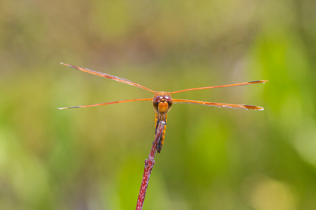 Painted Skimmer, Marion County, Illinois.