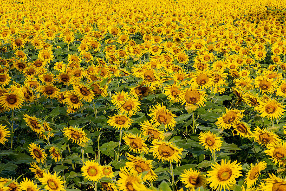 Blühendes Sonnenblumenfeld, Jasper County, Illinois.