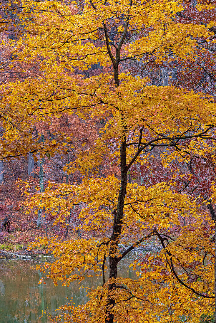 Fall color at Stephen A. Forbes State Park, Marion County, Illinois.