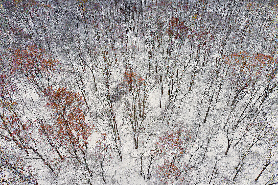 Luftaufnahme eines Waldes nach Schneefall, Marion County, Illinois.