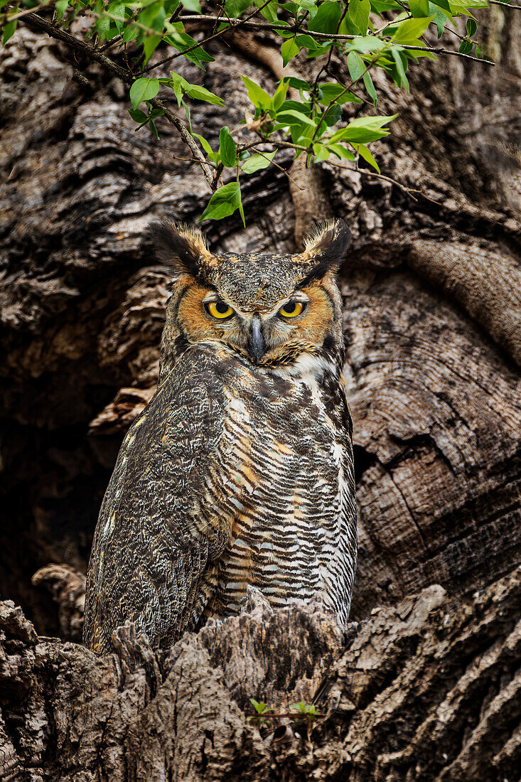 Female great horned owl roosting outside nesting cavity, Kentucky