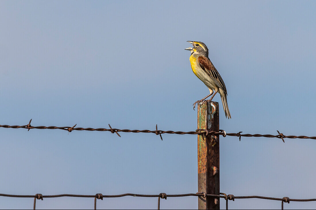 Dickcissel, Oldham County, Kentucky