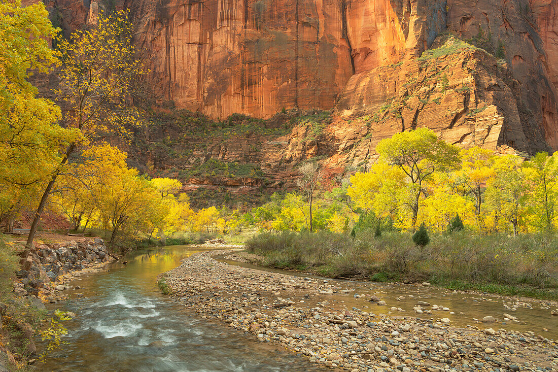 Herbstfärbung entlang des Virgin River, Zion National Park, Utah.