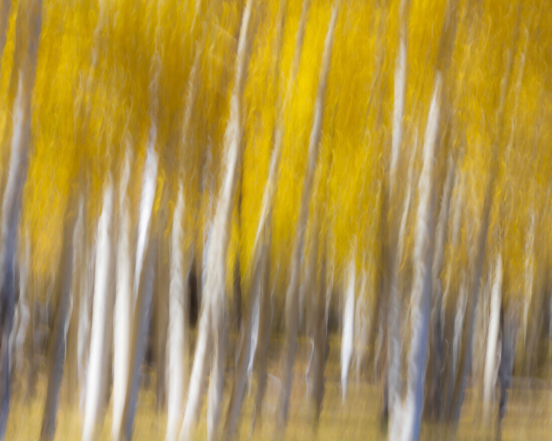 USA, Utah, Capital Reef National Park. Zusammenfassung von Espenbäumen im Herbst.