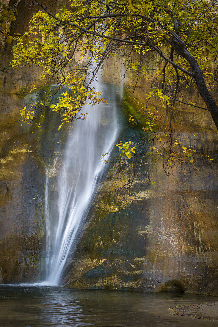 USA, Utah, Capital Reef National Park. Wasserfall und Baum mit Blick auf den Pool.