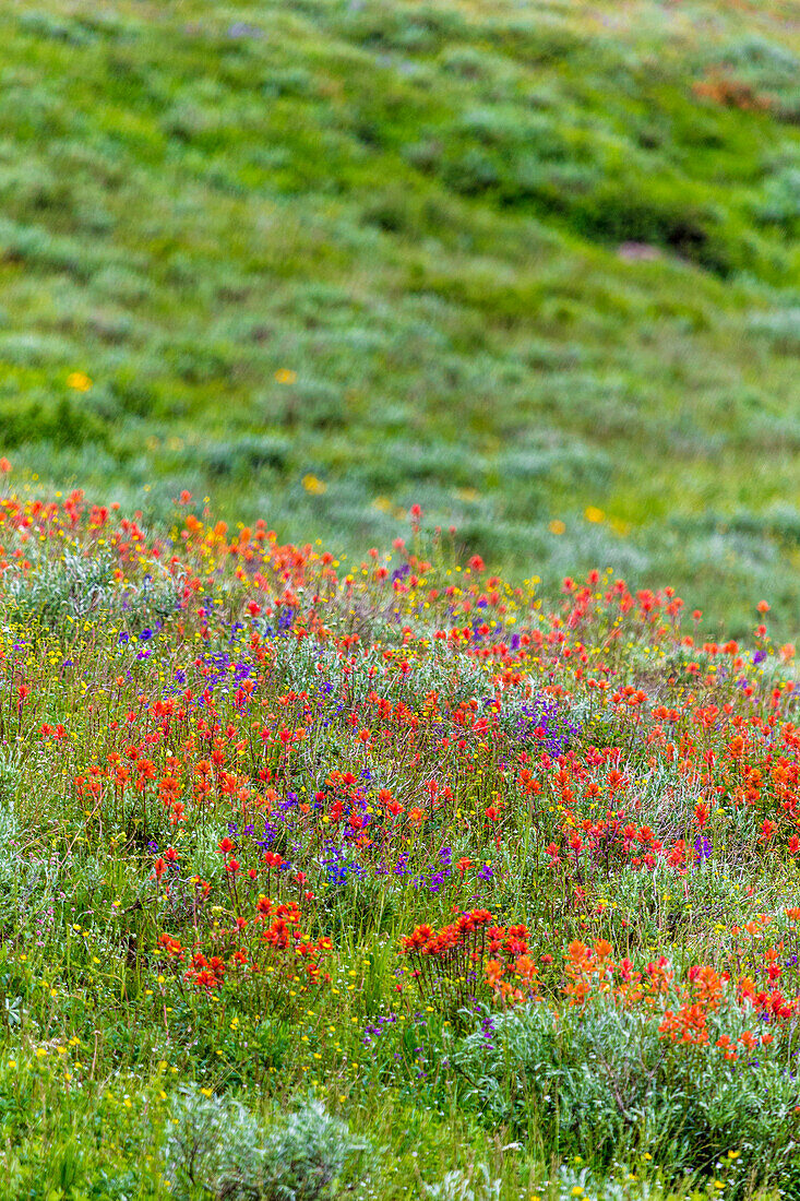 An assortment of wildflowers blanket a hillside in Fish Lake National Forest.