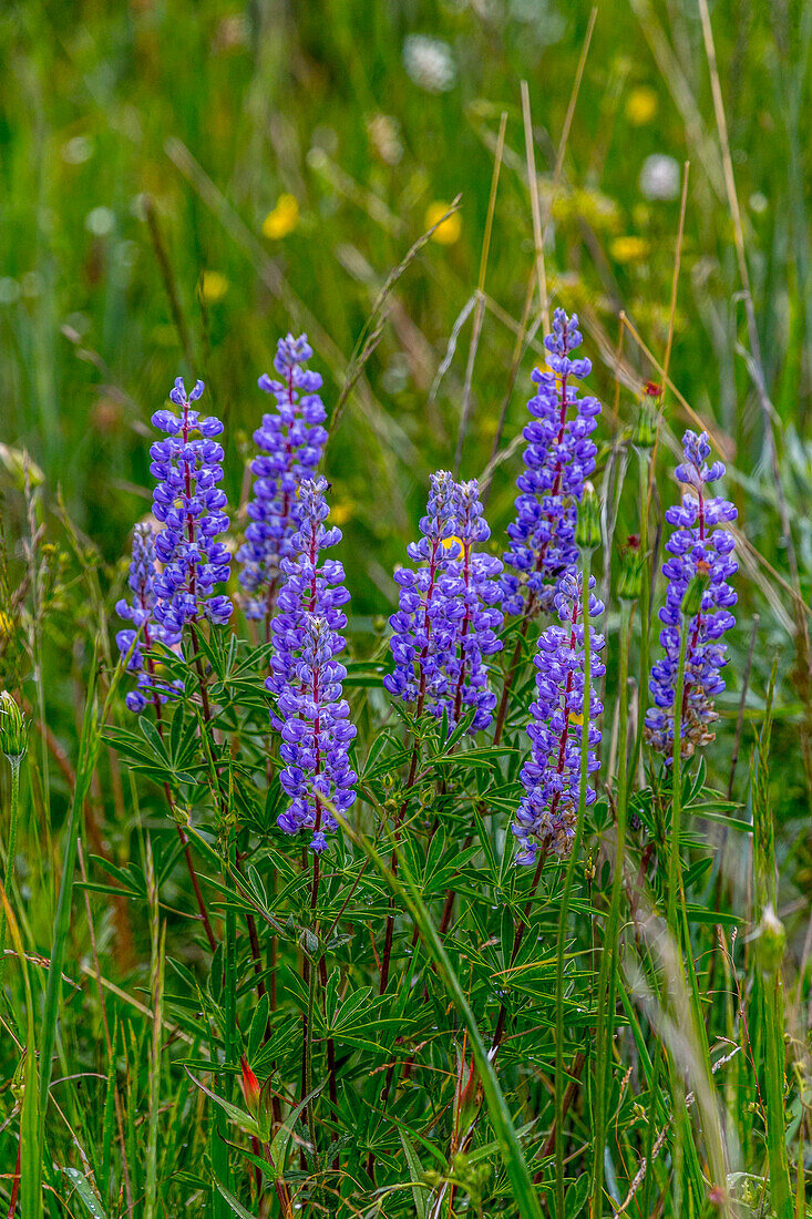 Gewöhnliche Lupinen-Wildblumen im Fish Lake National Forest.