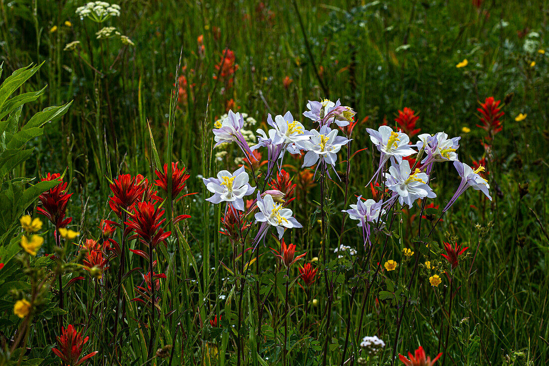 Akelei und andere Wildblumen im Fish Lake National Forest.