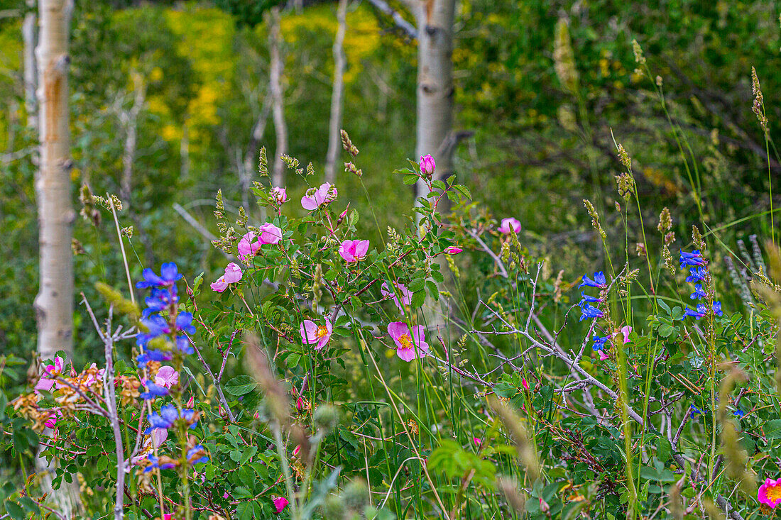 Verschiedene Wildblumen im Manti-LaSalle National Forest.