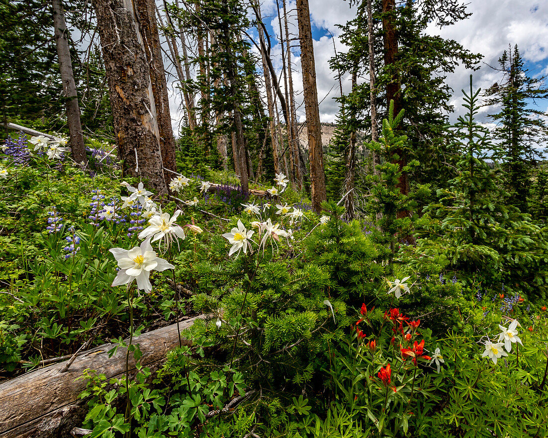 Assorted wildflowers in Manti-LaSalle National Forest.