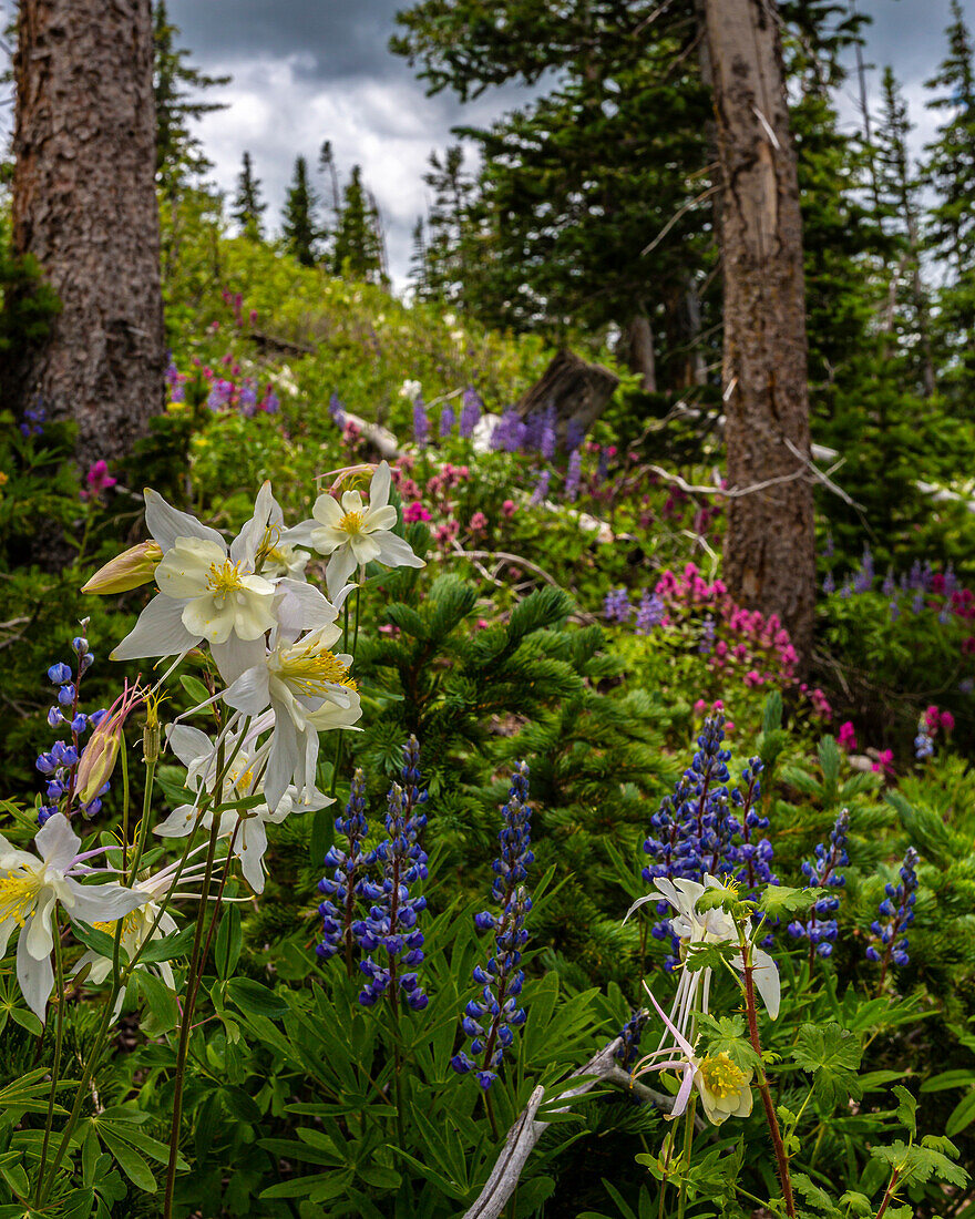 Verschiedene Wildblumen im Manti-LaSalle National Forest.