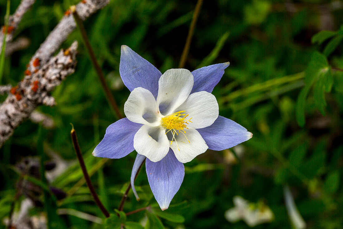 Wild Columbine flowers in Fish Lake National Forest.