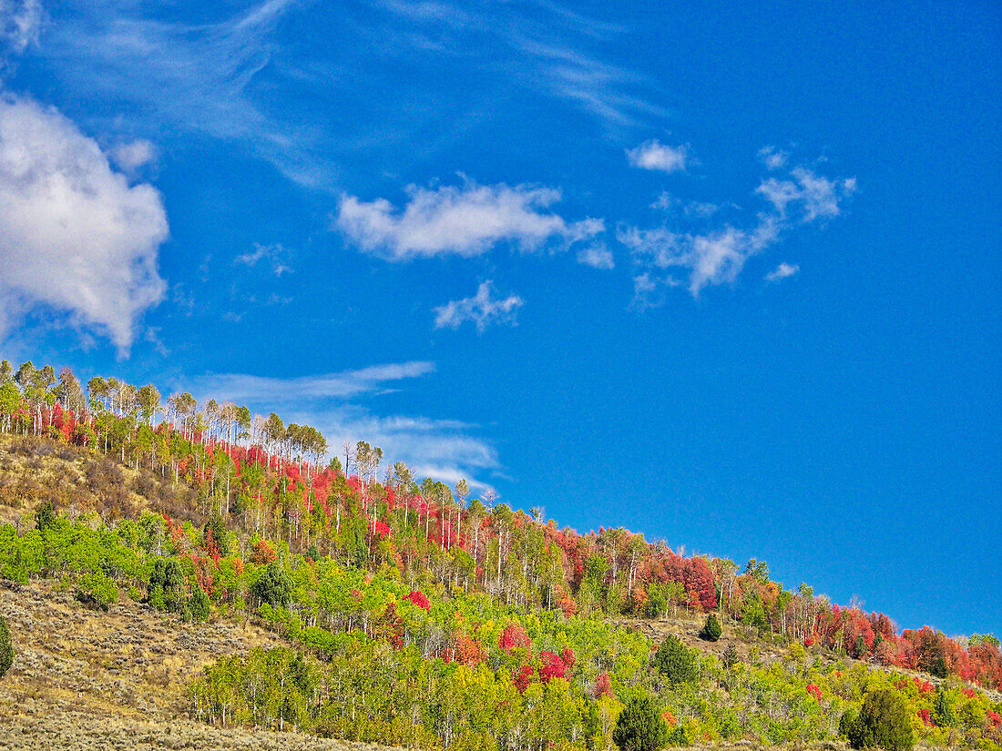 USA, Utah, Logan Pass. Farbenfroher Herbst am Provo Pass