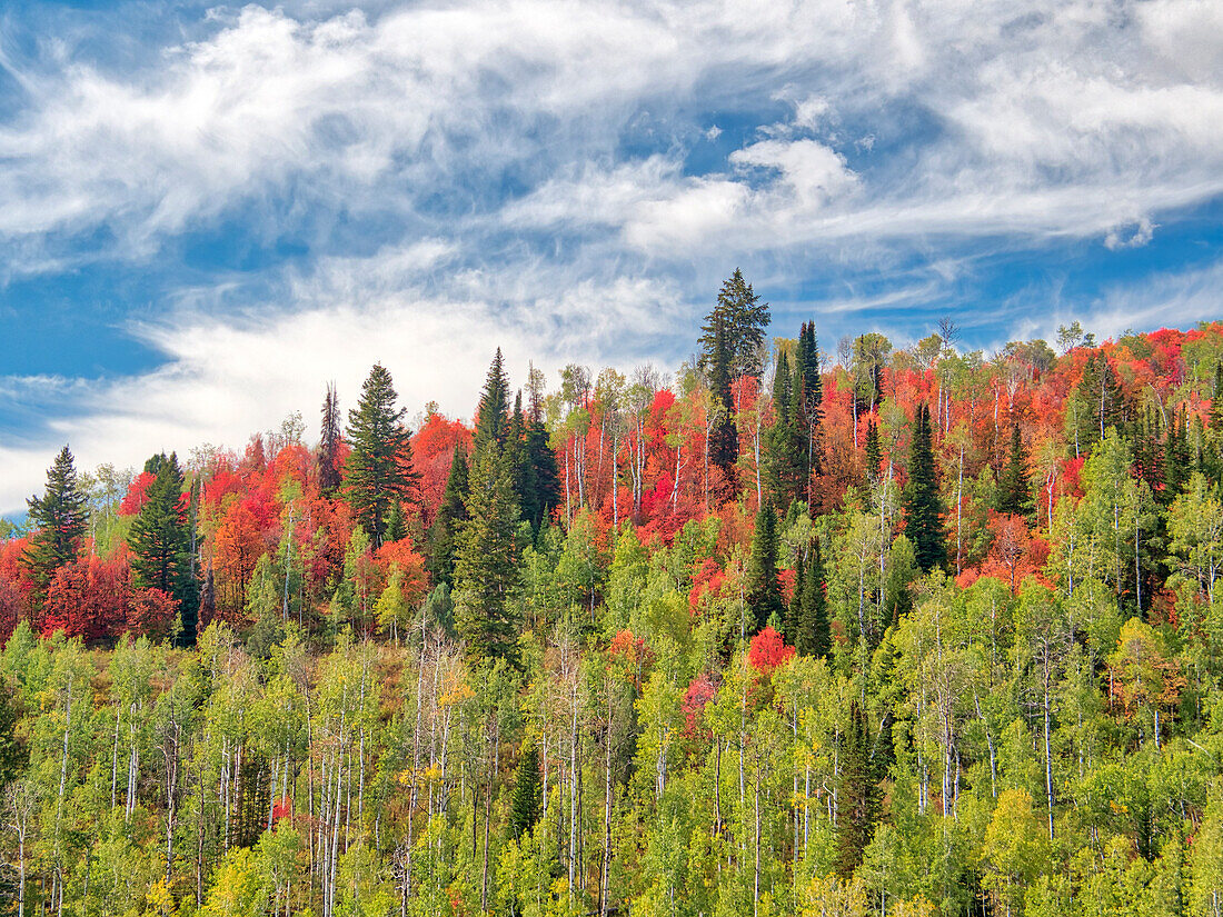 USA, Utah, Logan Pass. Farbenfroher Herbst am Provo Pass